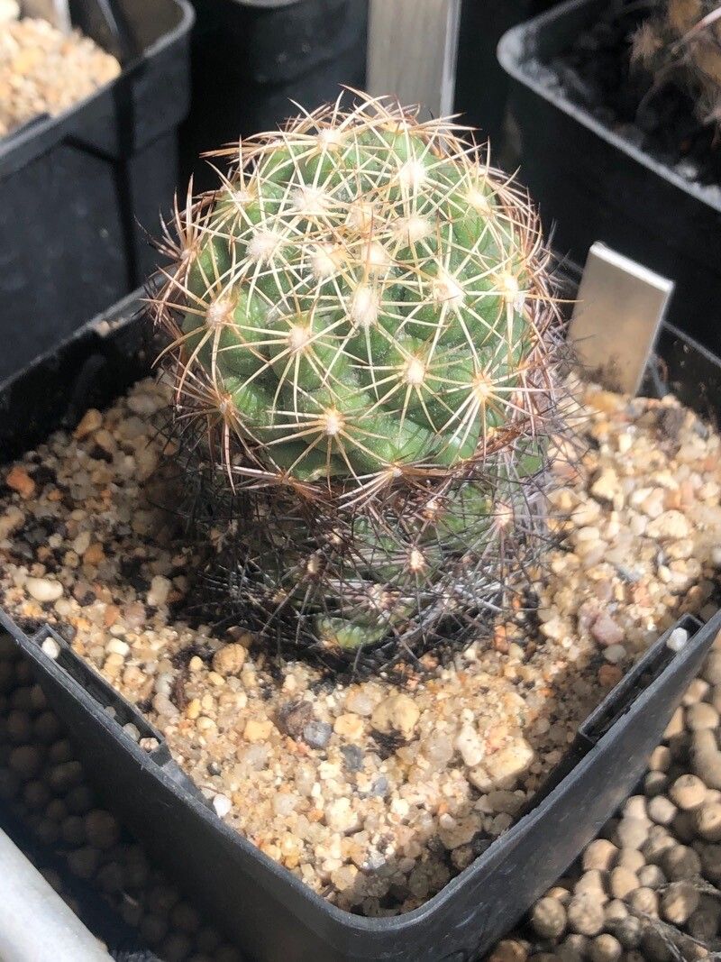 Coryphantha pallida leaf