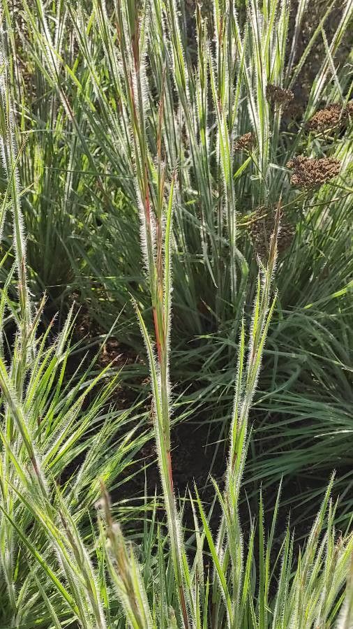 Danthonia unispicata flower