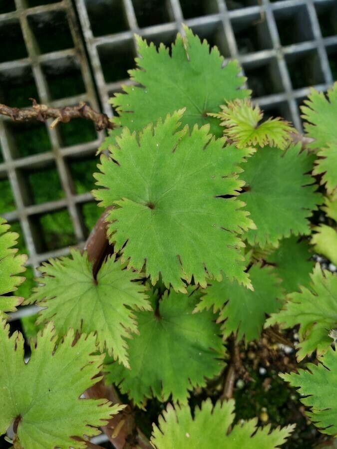 Begonia lyallii — pet friendly houseplant
