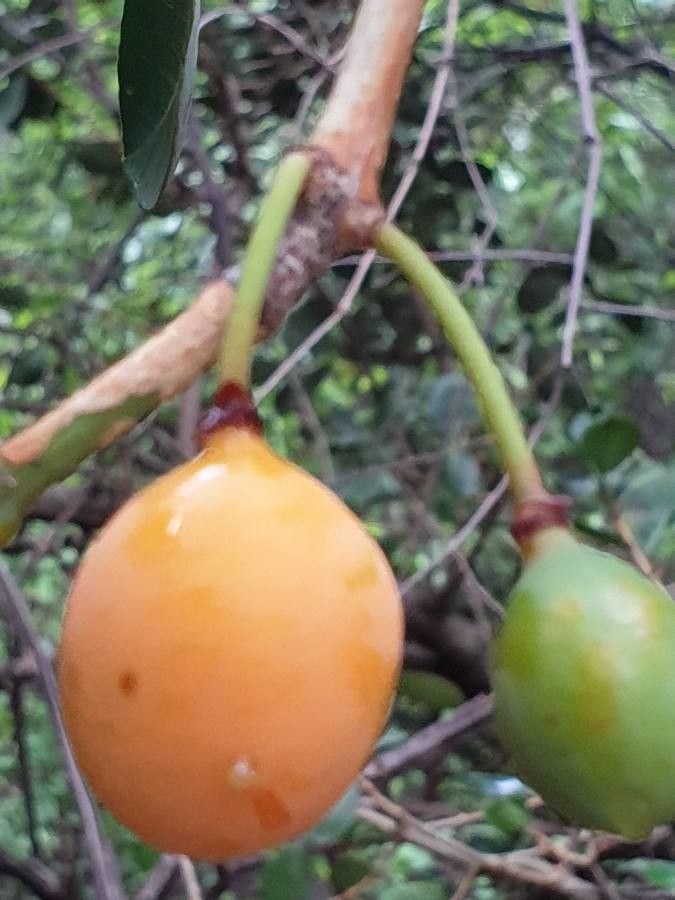 Garcinia livingstonei fruit