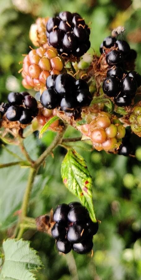Rubus discolor fruit