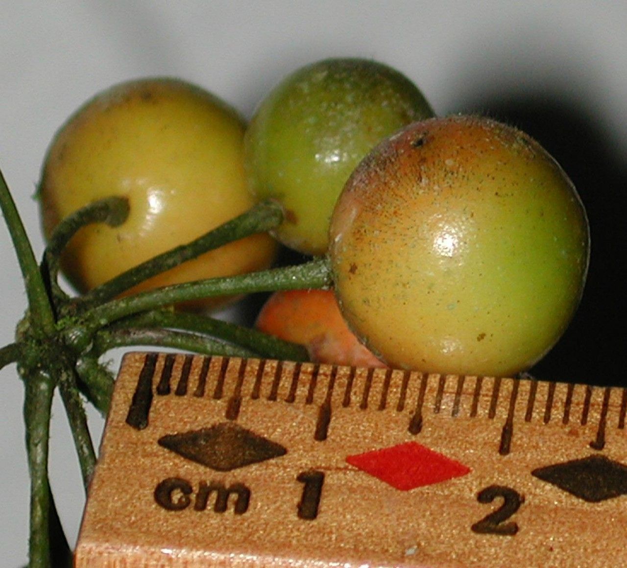 Smilax officinalis fruit