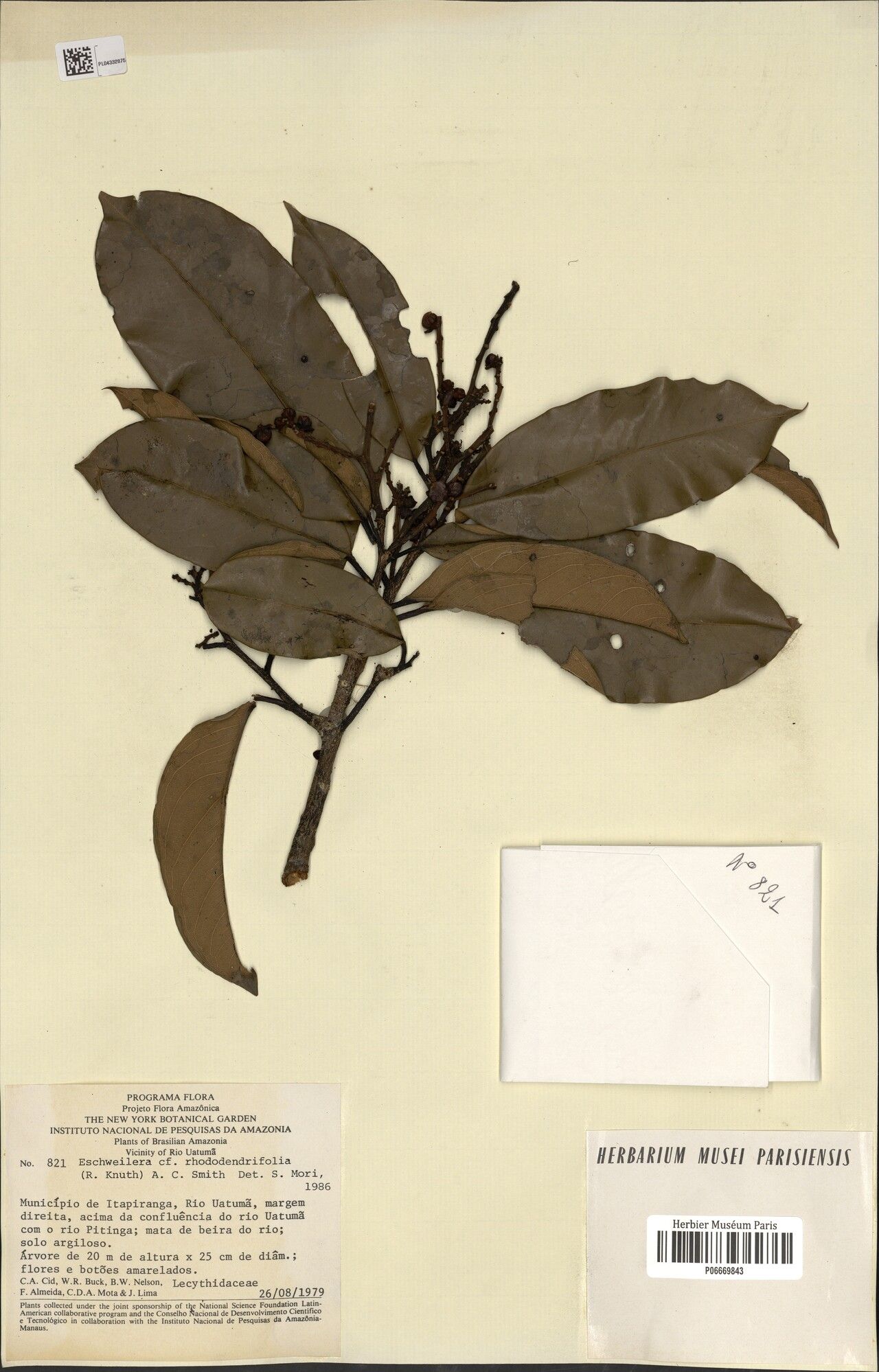 Eschweilera rhododendrifolia — houseplant care guide