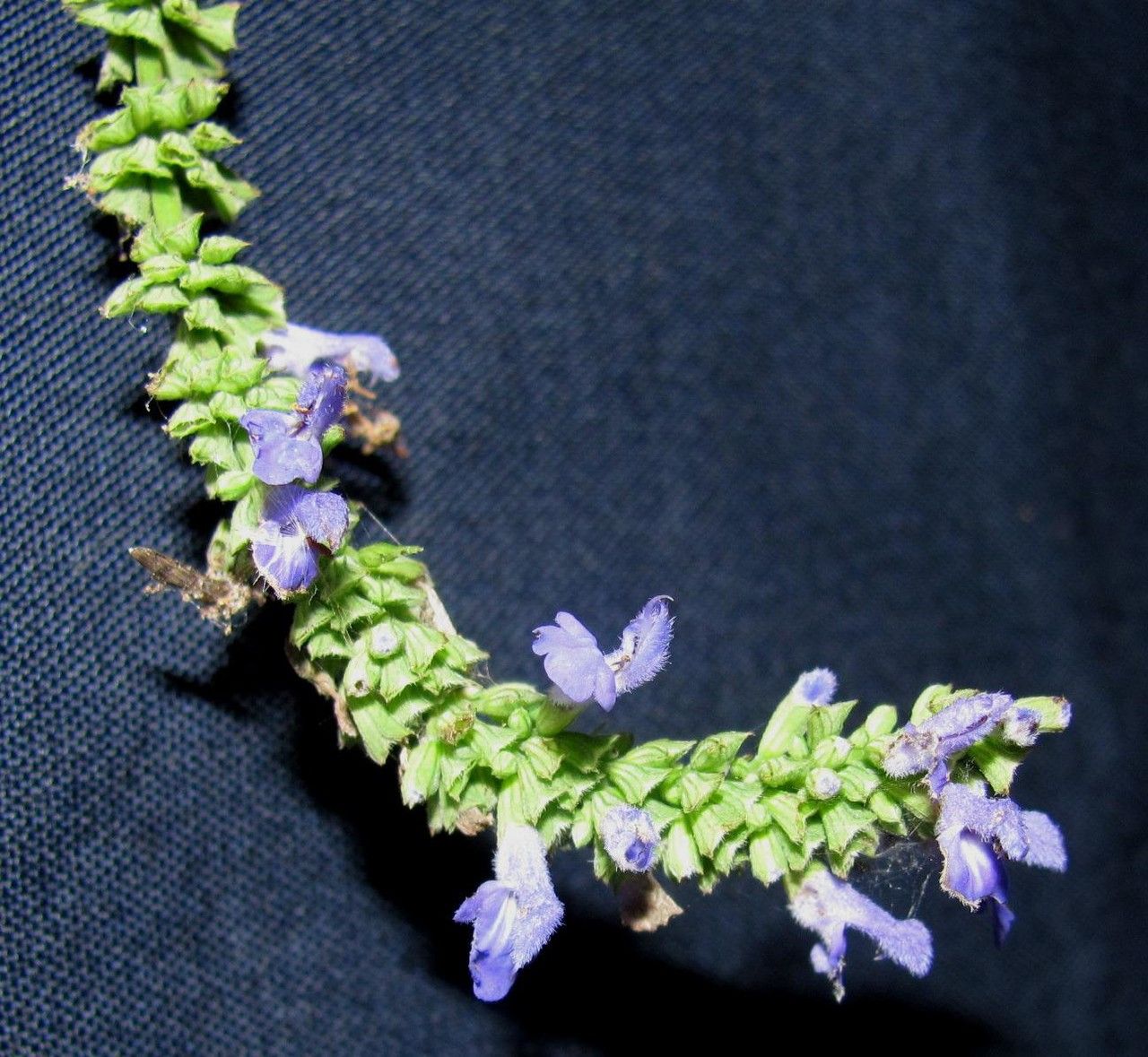 Salvia polystachia other