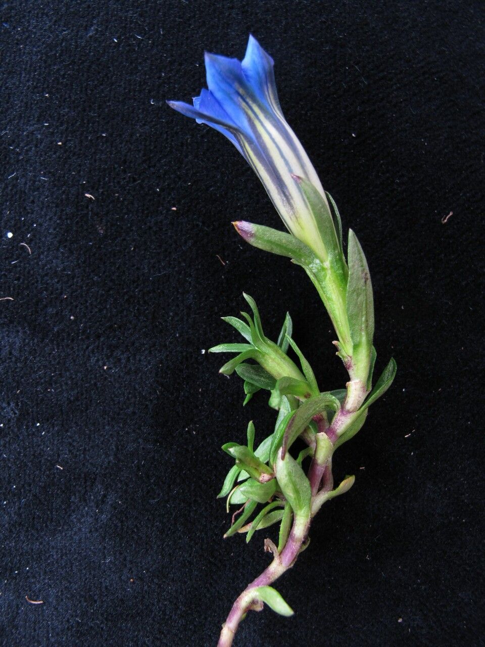 Gentiana prolata habit