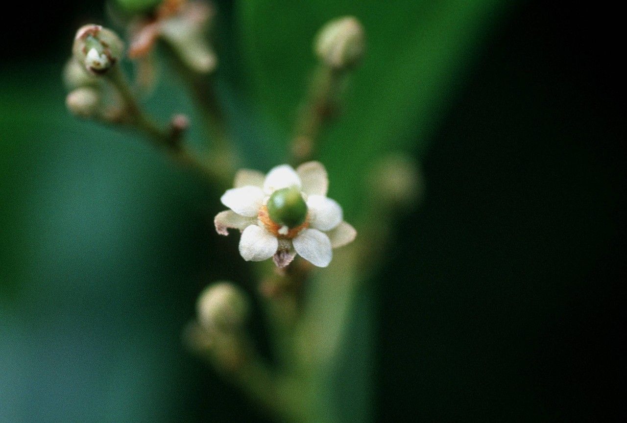 Exothea paniculata — houseplant care guide