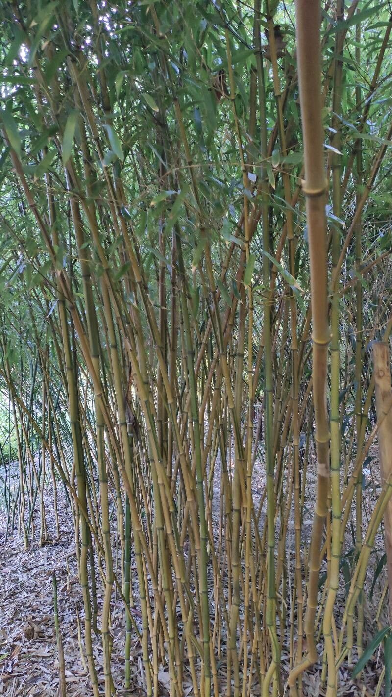 Phyllostachys aureosulcata habit
