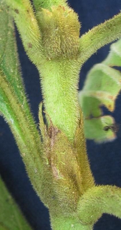 Psychotria micrantha fruit