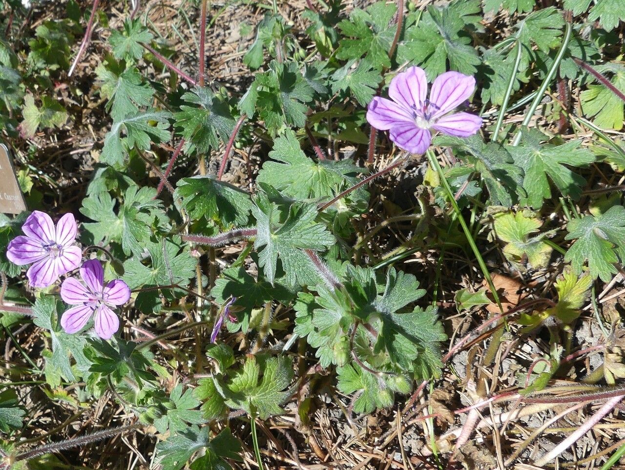 Geranium albanum habit