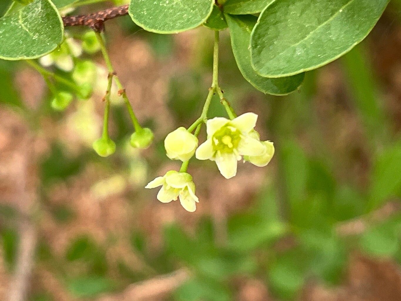 Putterlickia pyracantha flower