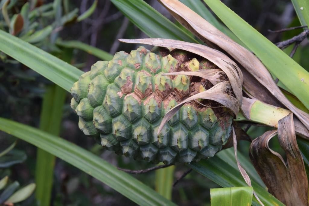 Pandanus belepensis fruit