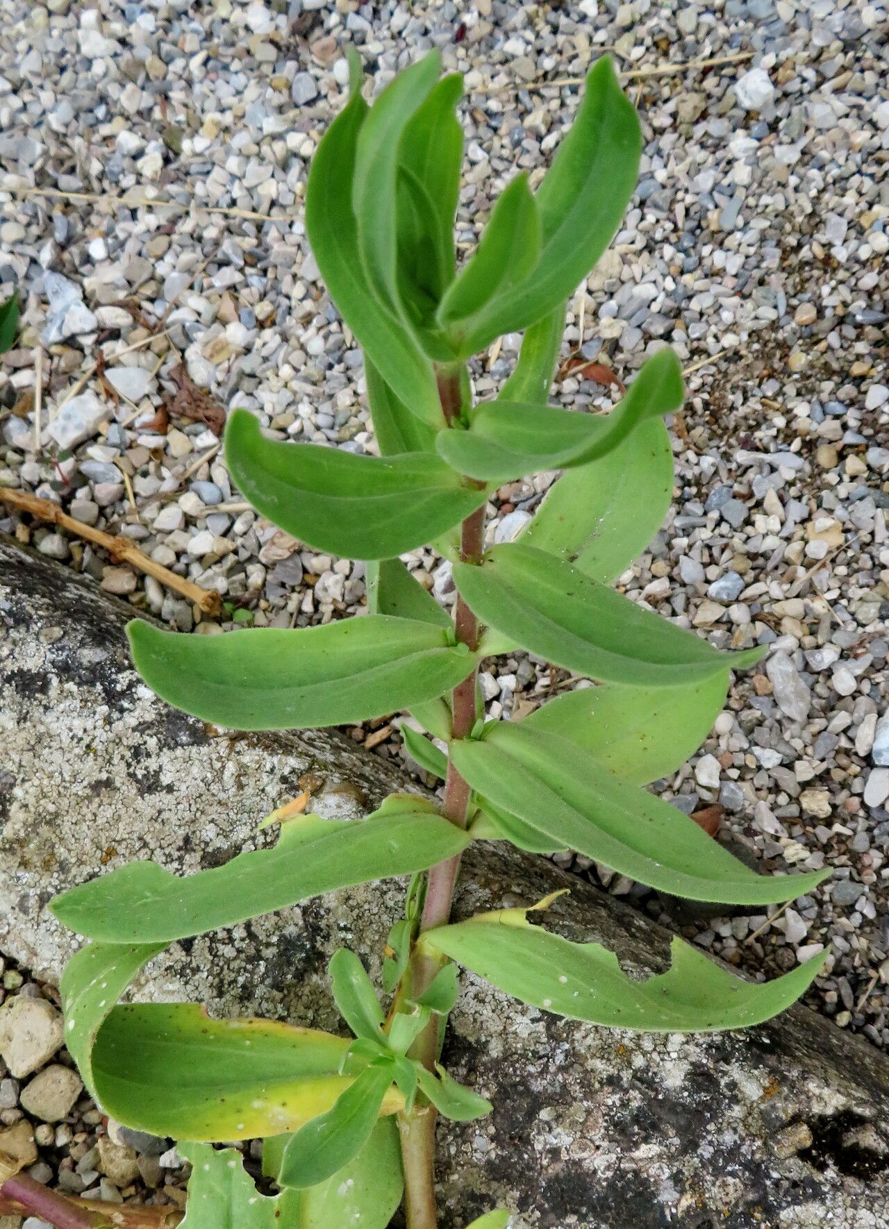 Gypsophila scorzonerifolia — search result for 'Gypsophila'