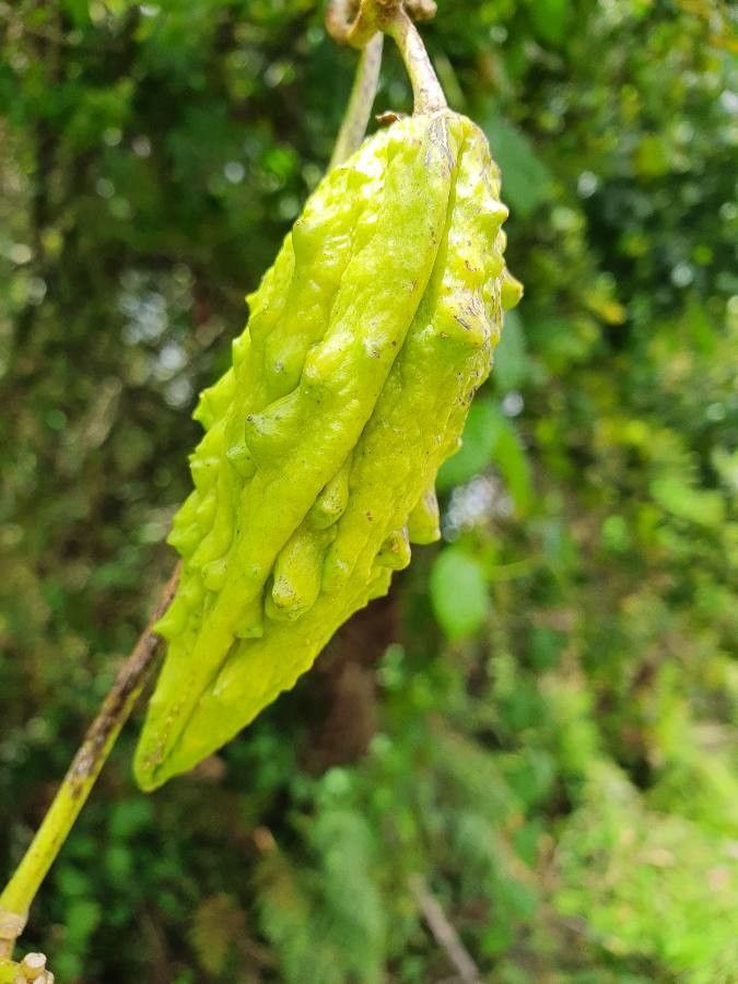 Cynanchum gonoloboides fruit