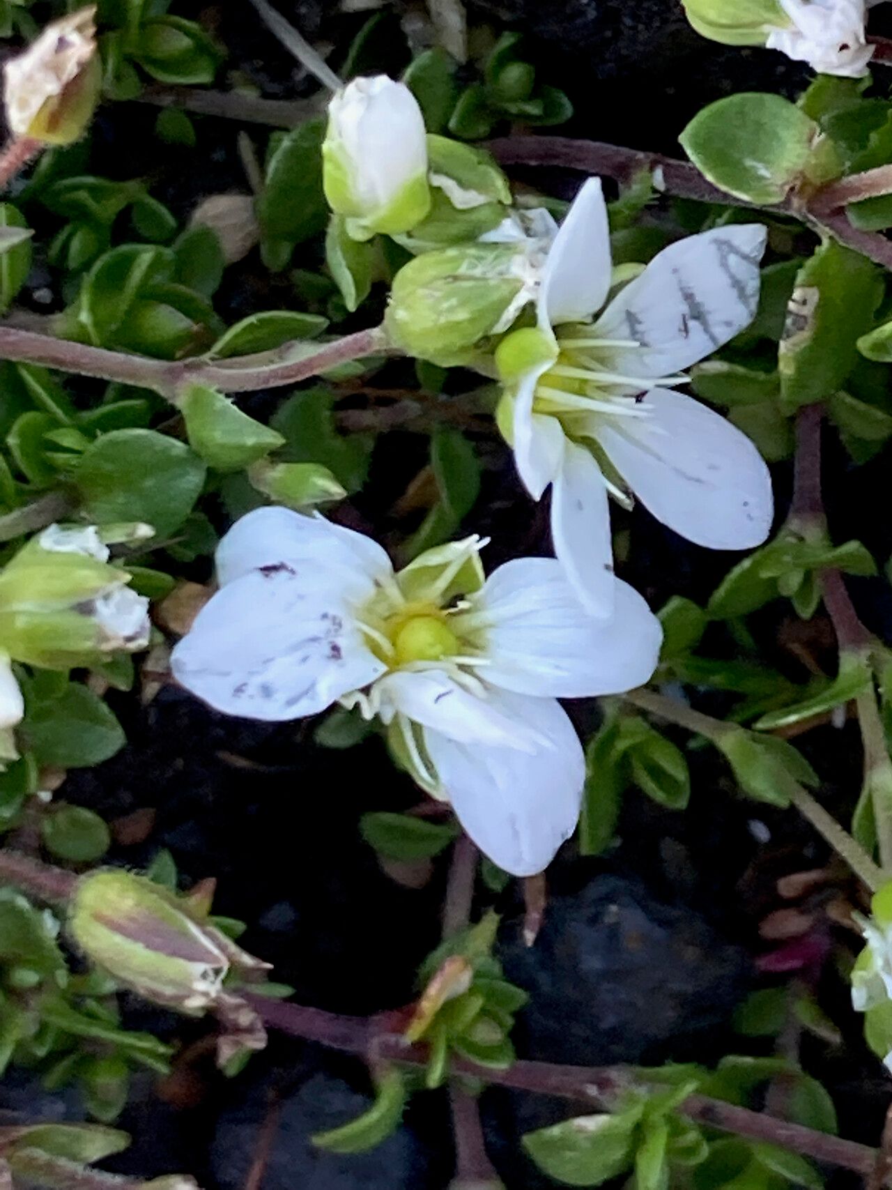 Minuartia cerastiifolia flower