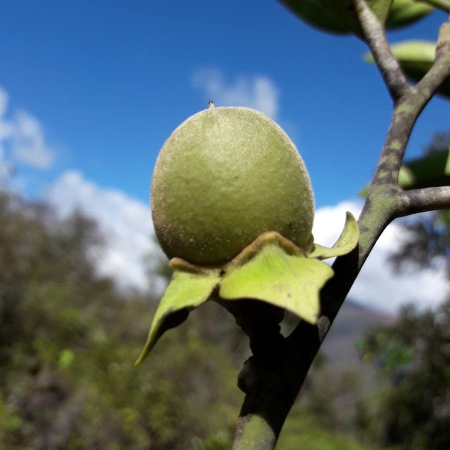 Diospyros olen fruit