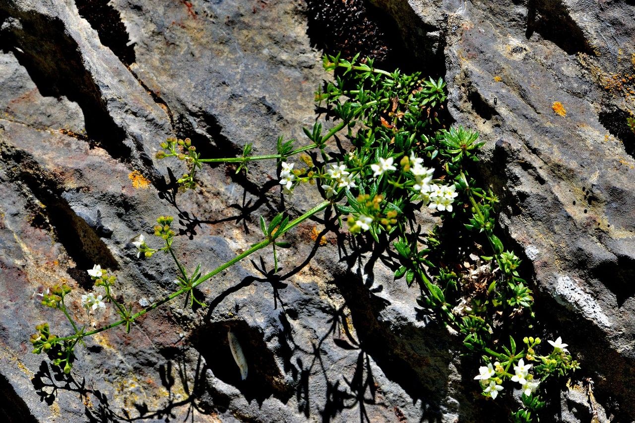 Galium papillosum habit