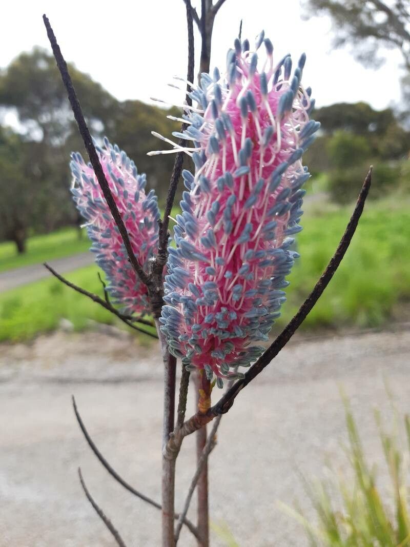 Grevillea petrophiloides — search result for 'Grevillea'