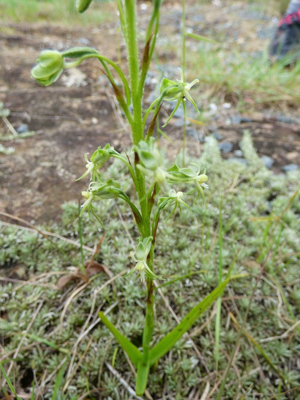 Habenaria galpinii habit