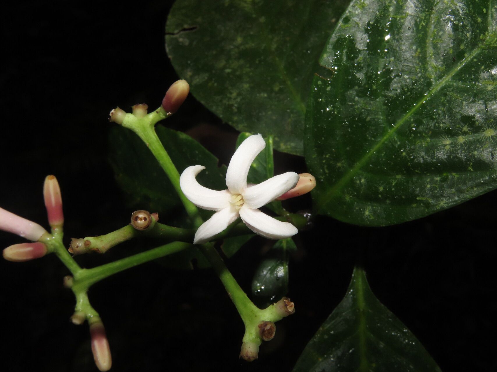 Palicourea psychotrioides flower
