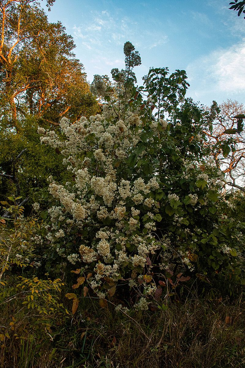Dombeya shupangae habit