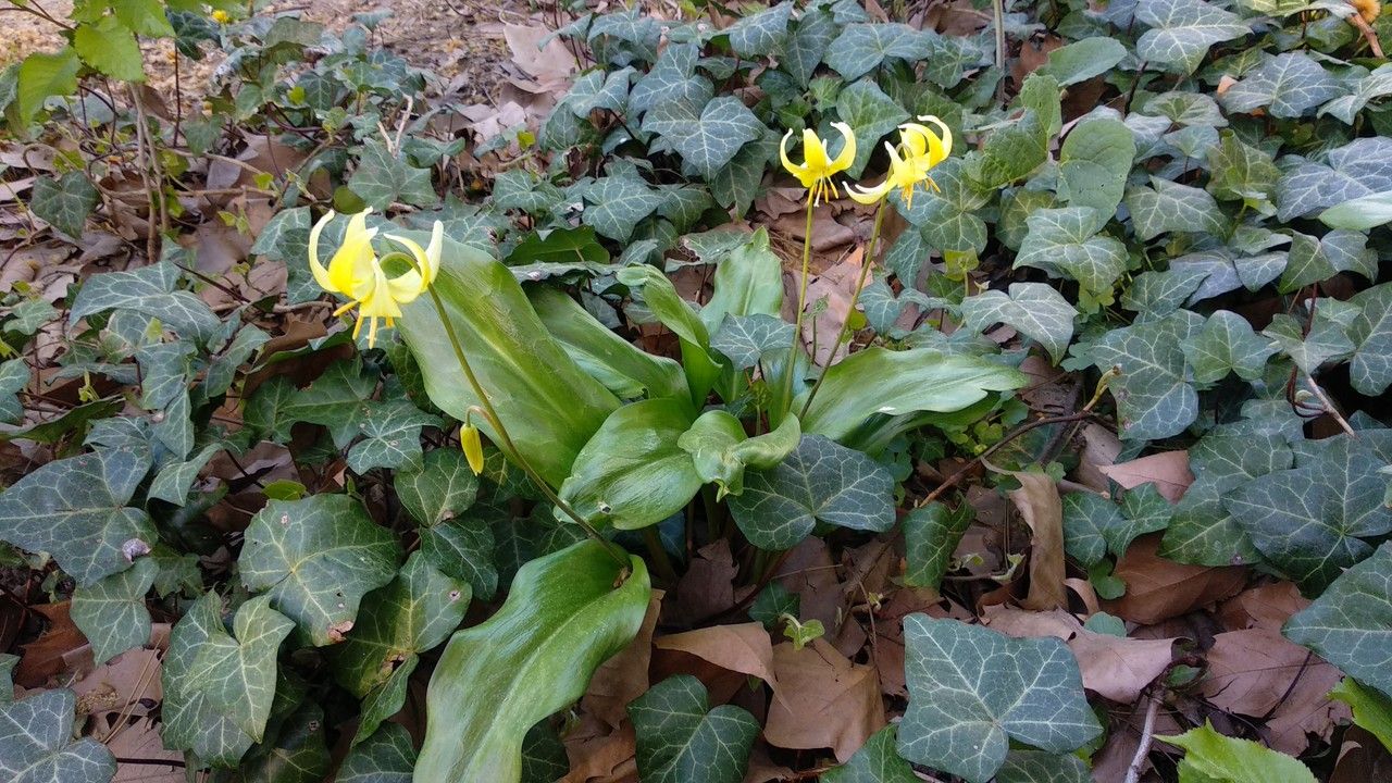 Erythronium revolutum habit