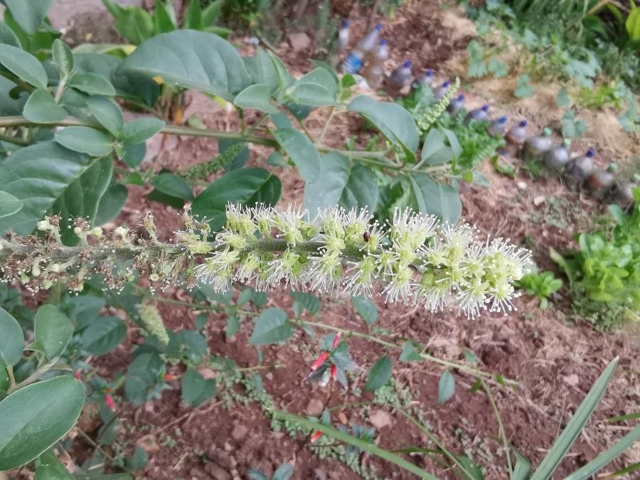 Phytolacca dodecandra flower