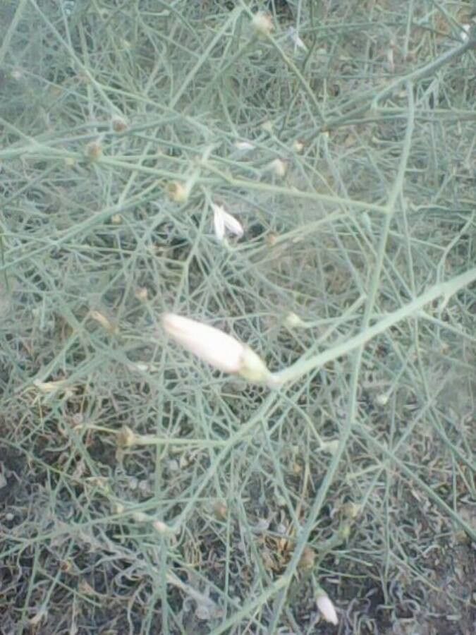 Acanthorrhinum ramosissimum flower
