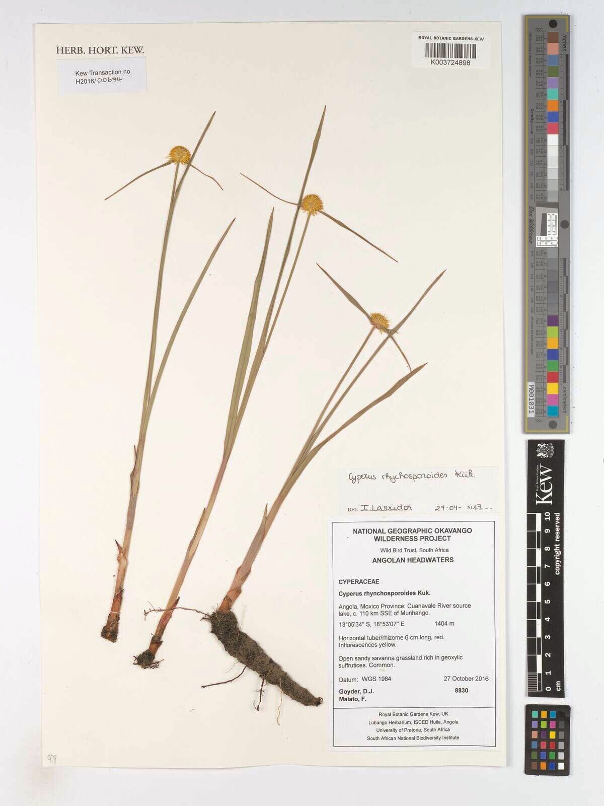 Cyperus rhynchosporoides — houseplant care guide