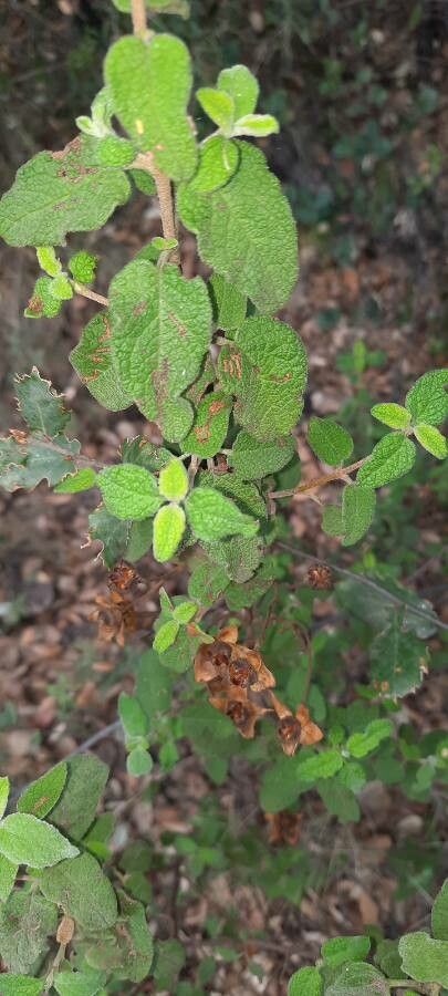 Cistus salviifolius — search result for 'Salvia'