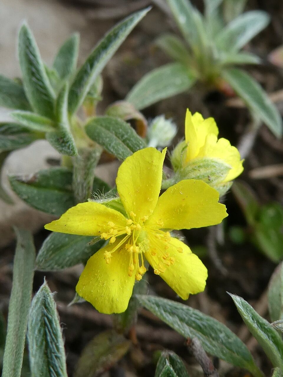 Helianthemum italicum flower