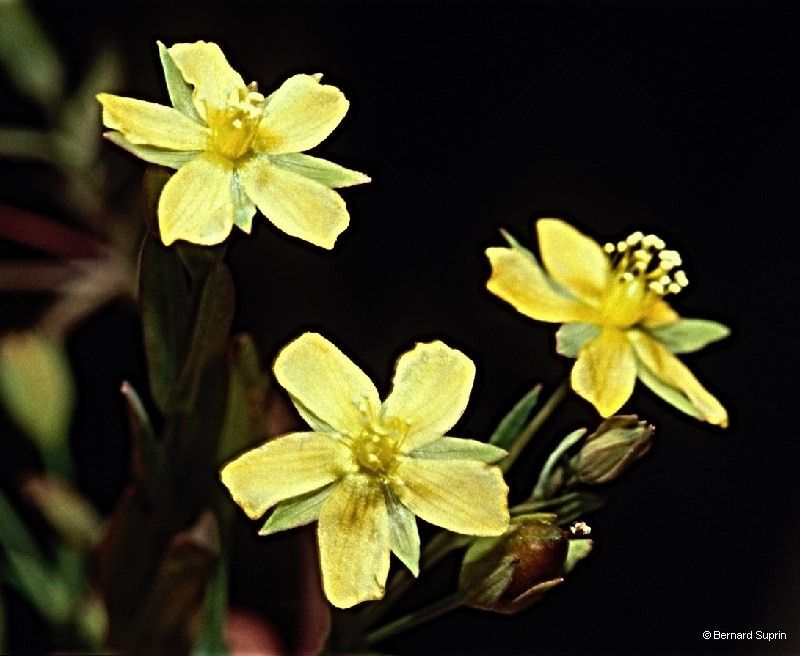 Hypericum gramineum — search result for 'Hypericaceae'