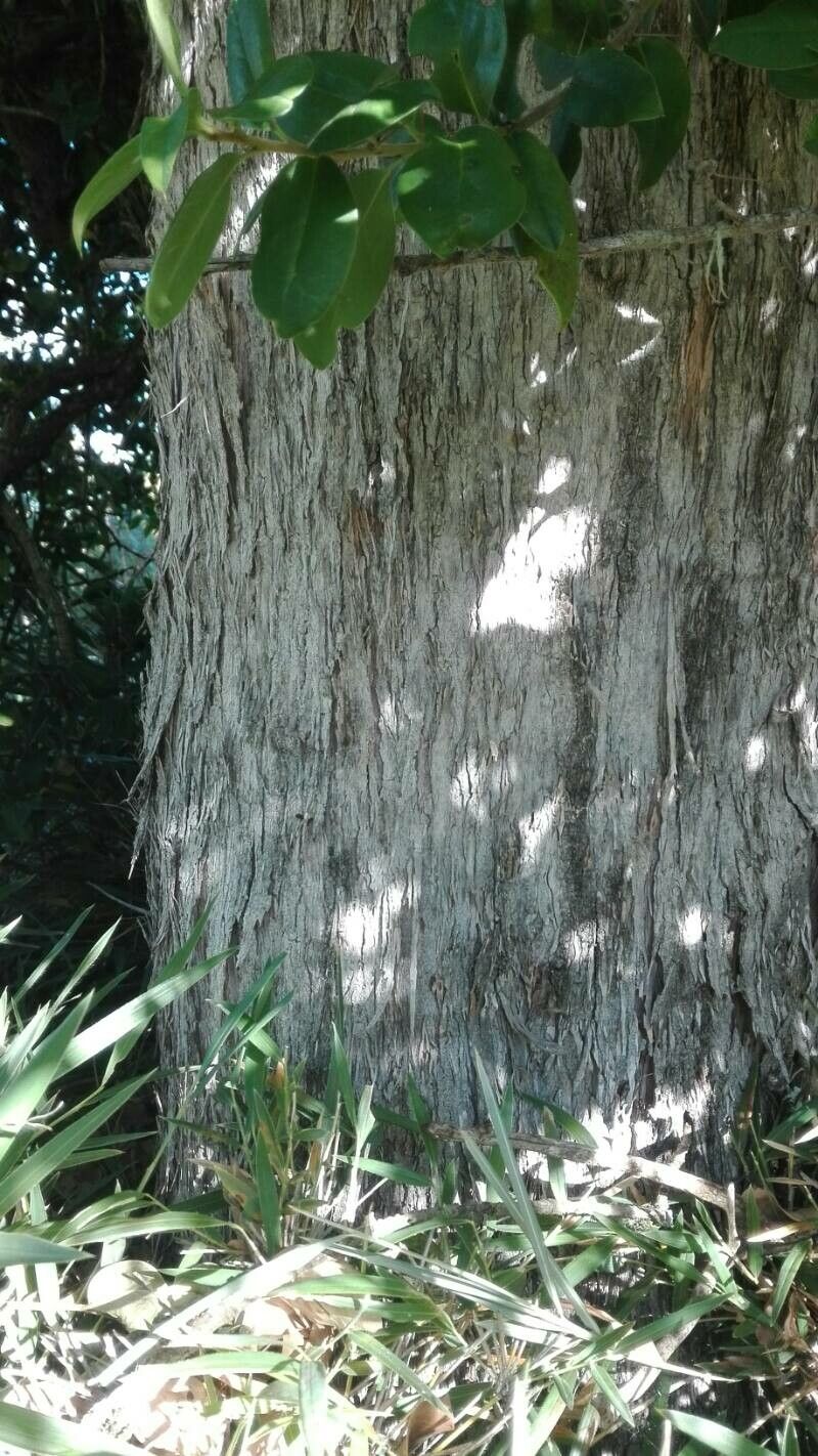 Dasyphyllum diacanthoides bark