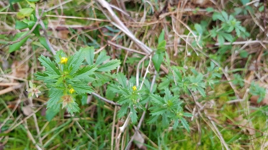 Potentilla thuringiaca leaf
