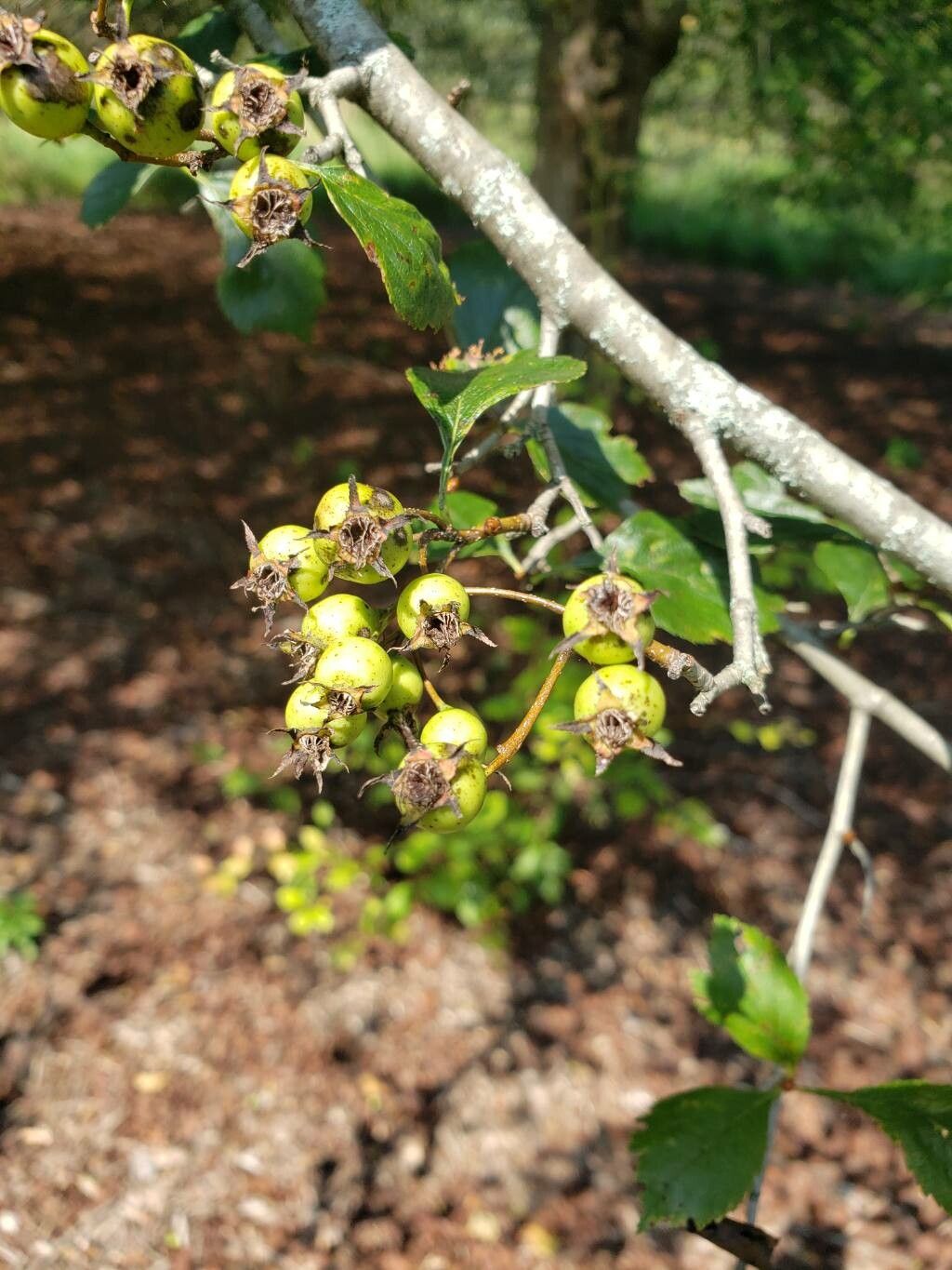Crataegus collina fruit