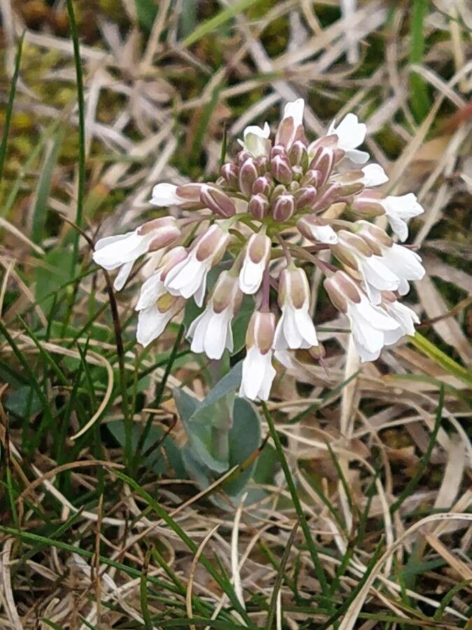 Noccaea praecox flower