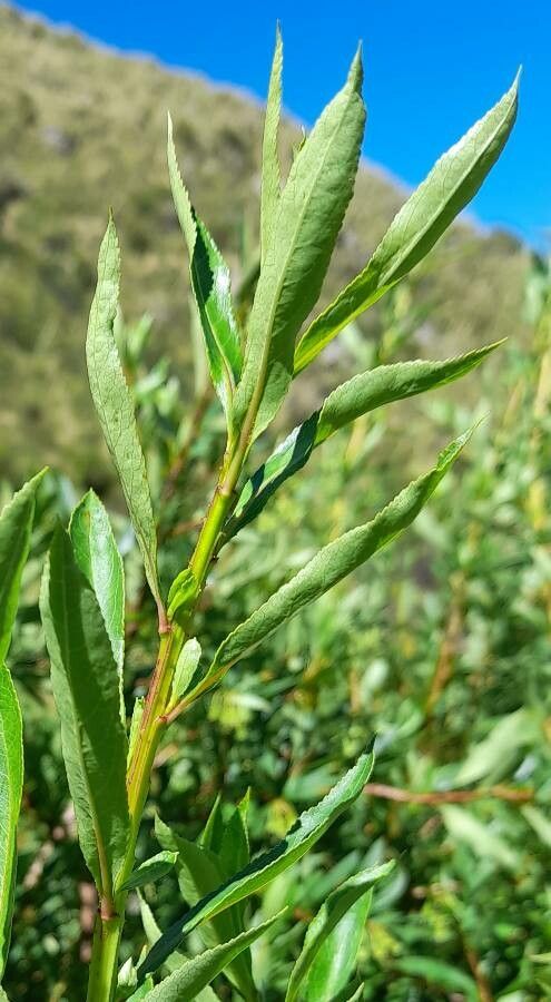 Escallonia cordobensis