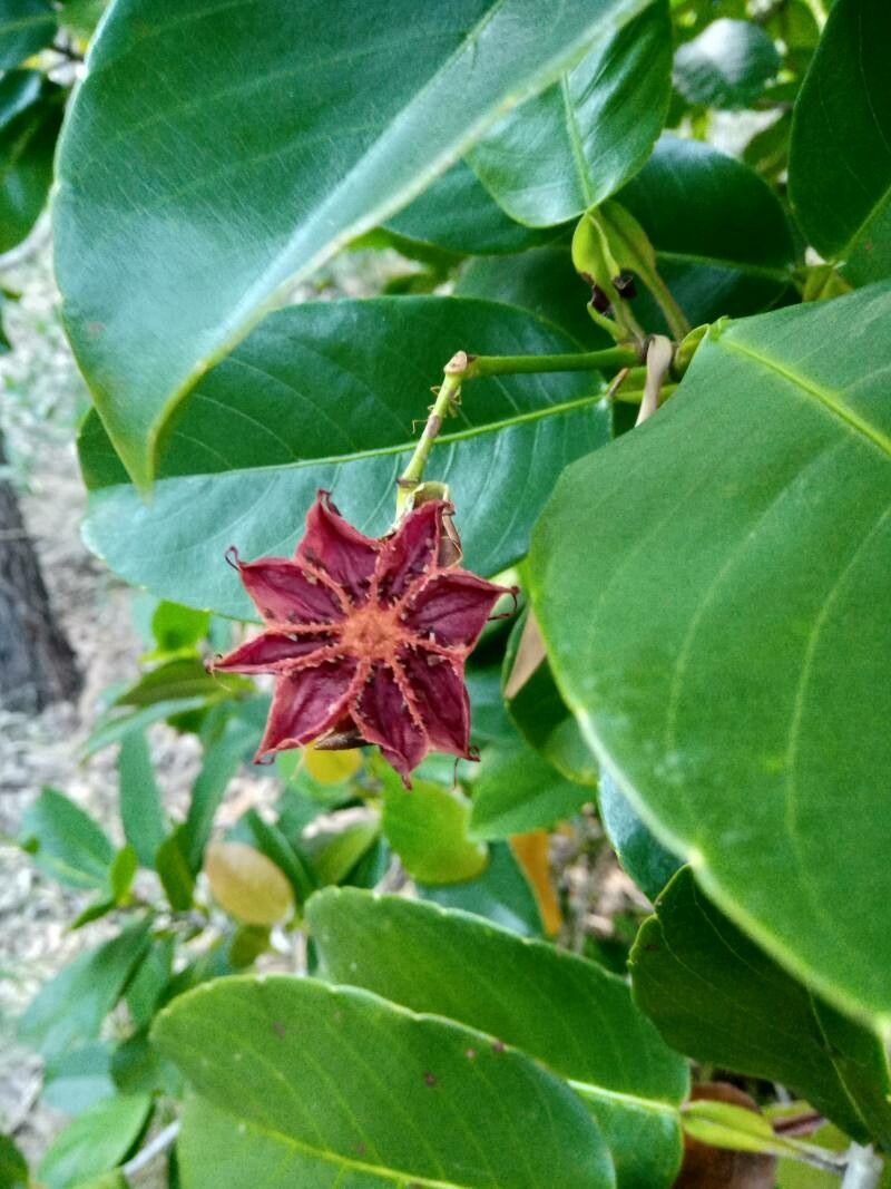 Dillenia alata fruit
