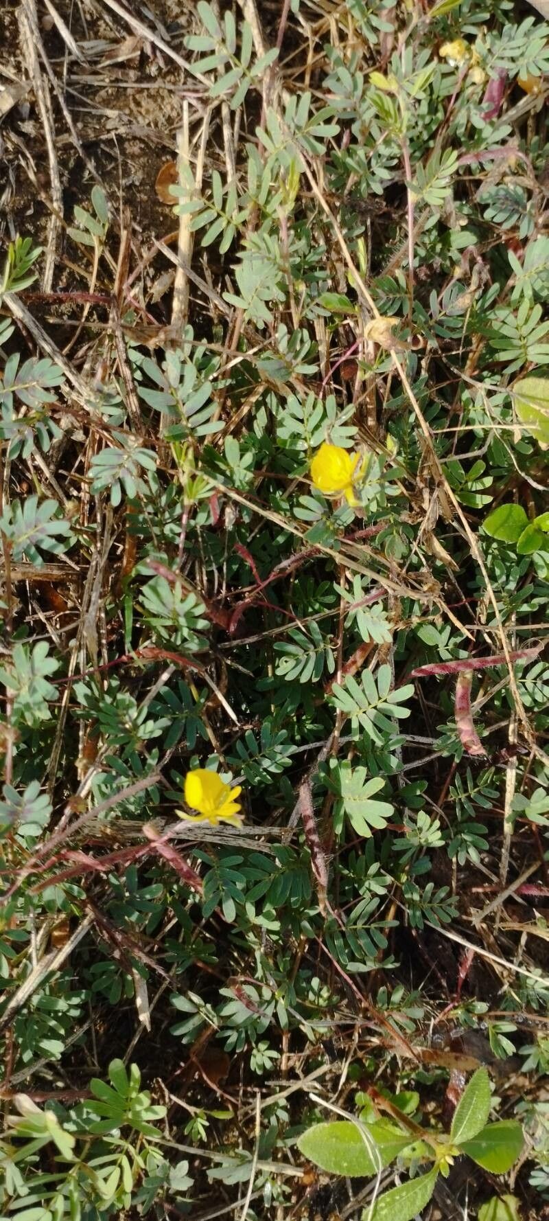 Chamaecrista serpens habit
