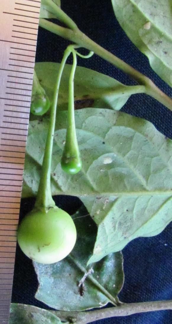 Solanum pertenue leaf