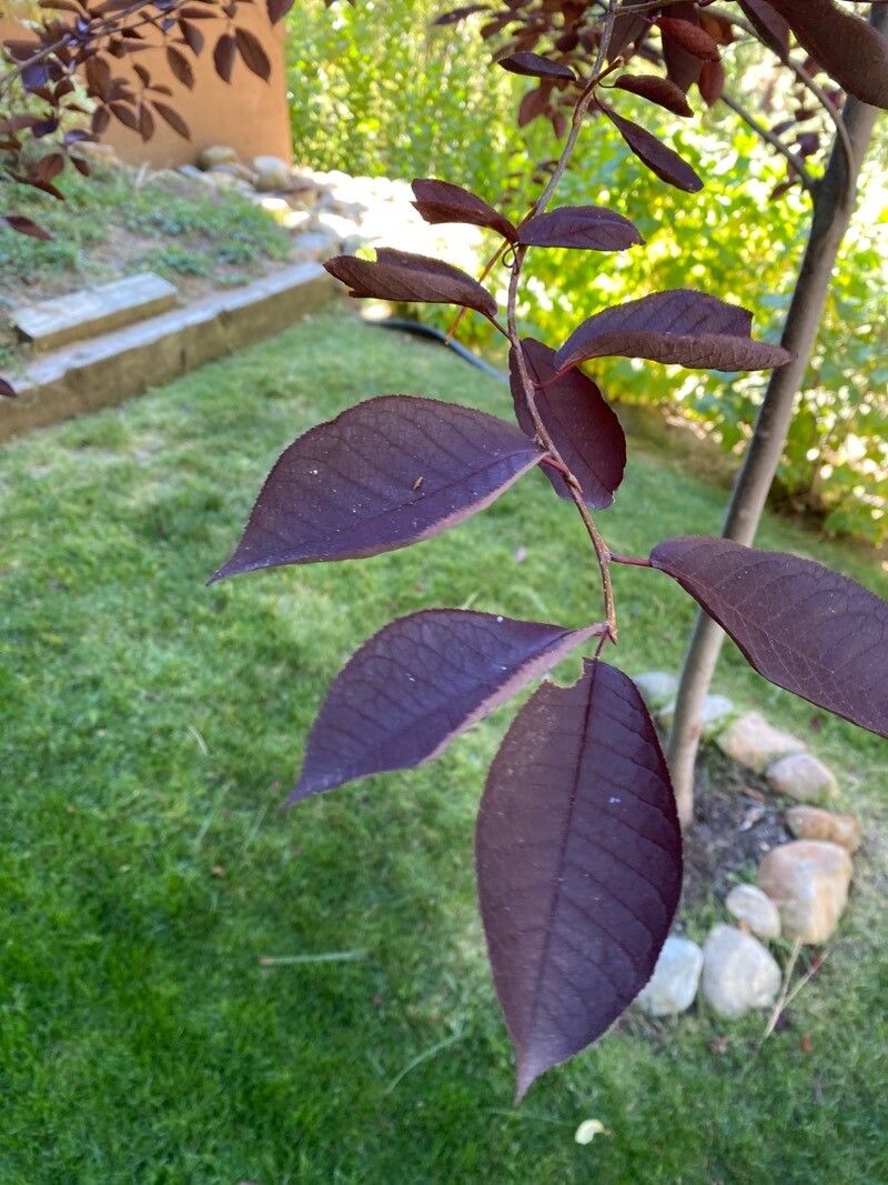 Prunus × cistena leaf