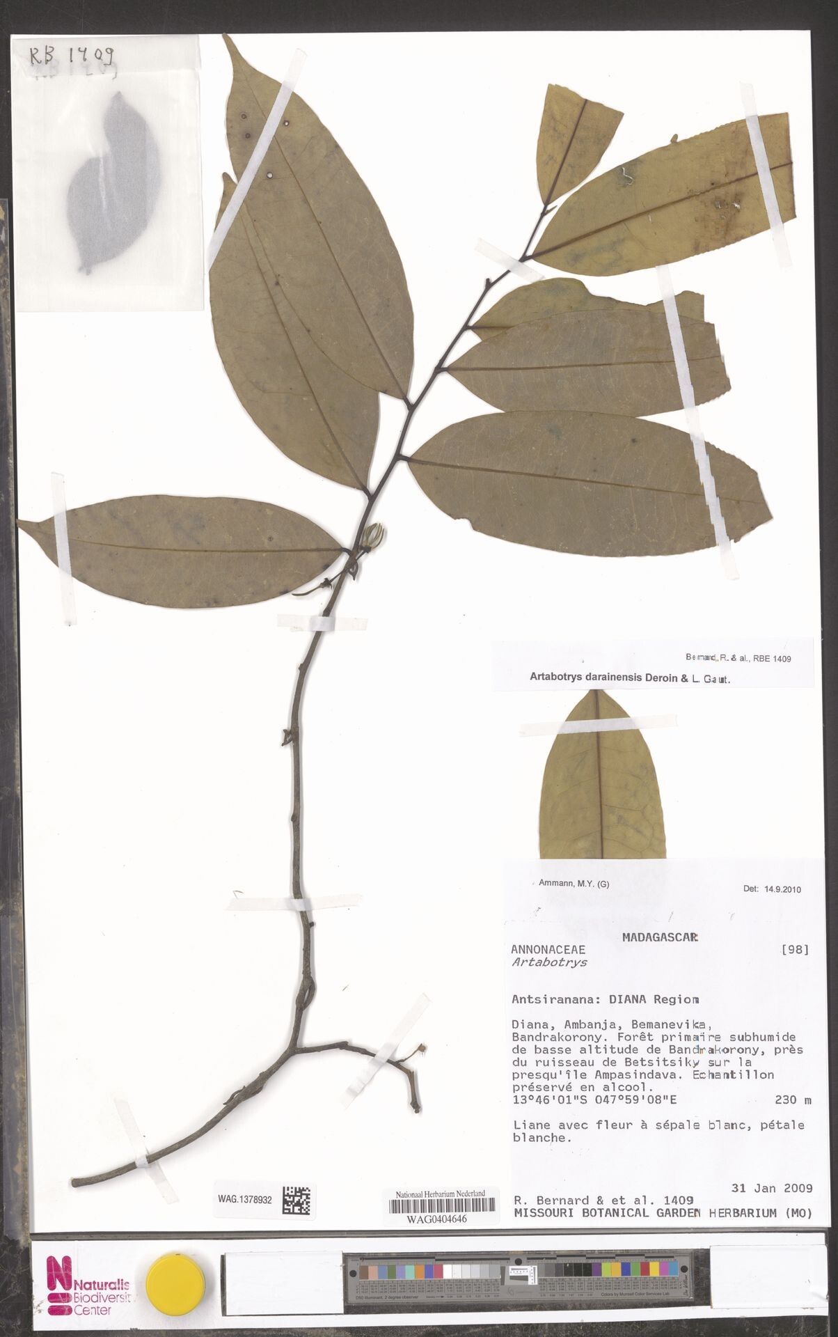 Artabotrys darainensis — related species from the same genus