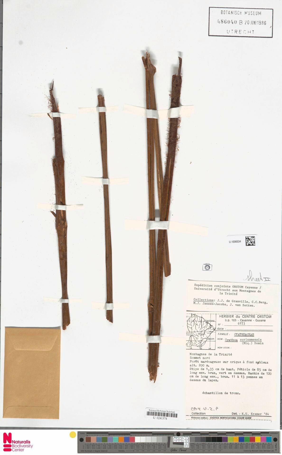 Cyathea surinamensis bark