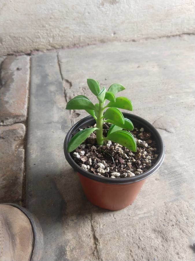 Peperomia dolabriformis flower