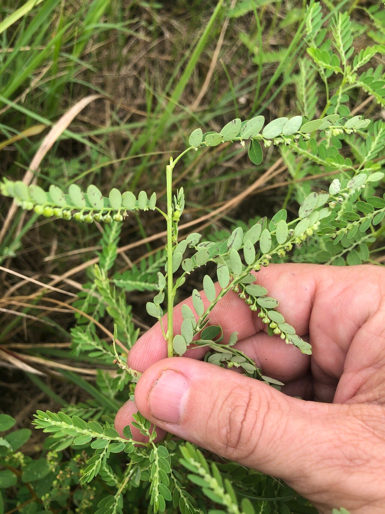Phyllanthus fraternus habit