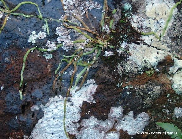 Taeniophyllum oreophilum habit