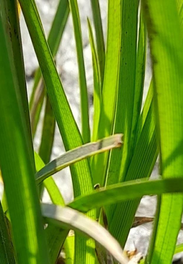 Carex fuscula — houseplant care guide