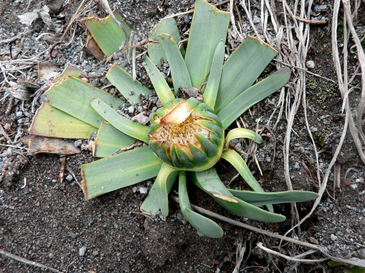 Werneria nubigena leaf