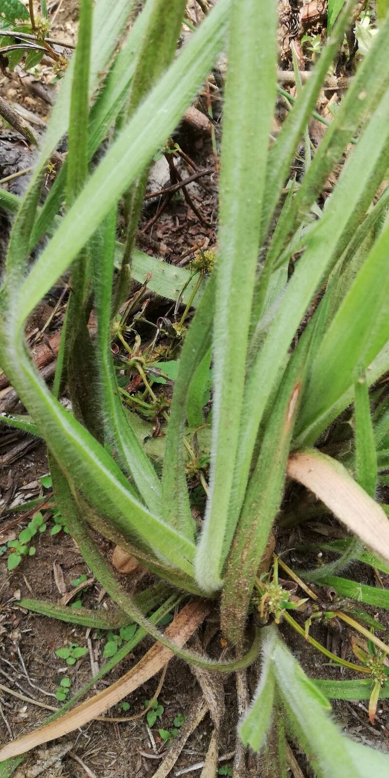 Sporobolus congoensis leaf