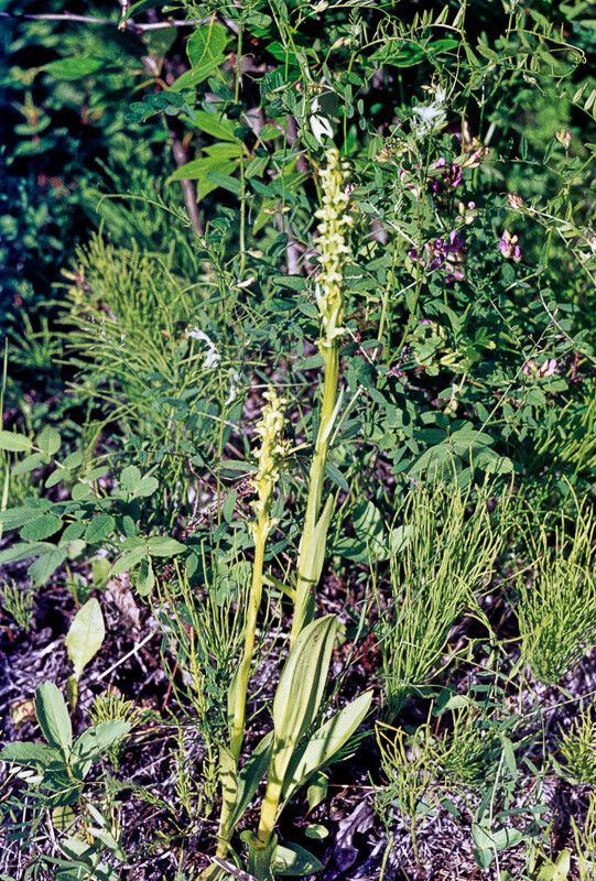 Platanthera dilatata flower