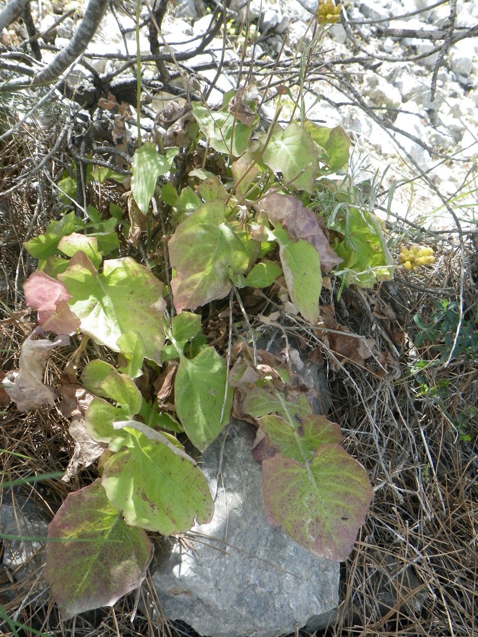 Lactuca tuberosa — search result for 'Lactuca'
